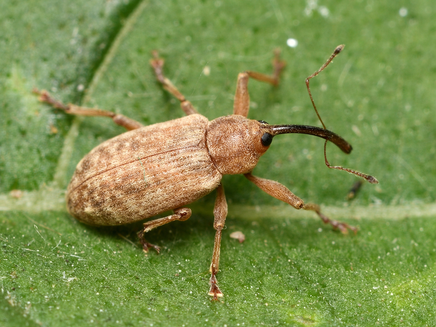 Dorytomus longimanus - kétalakú hangormányos