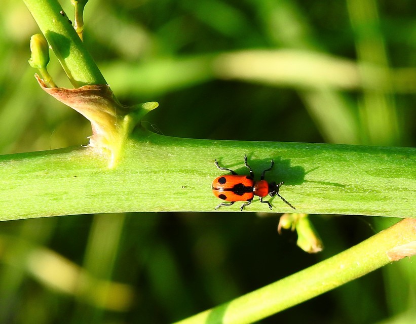 Crioceris quinquepunctata - ötpontos spárgabogár