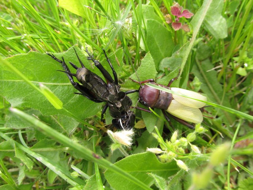 Gryllus campestris - mezei tücsök Gryllus campestris - mezei tücsök