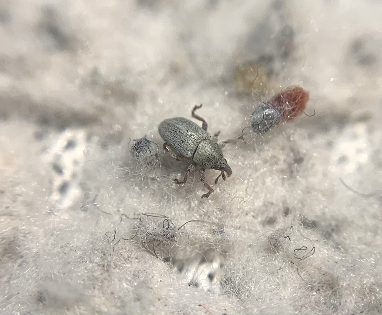 Tychius trivialis - csüdfű-tímárormányos