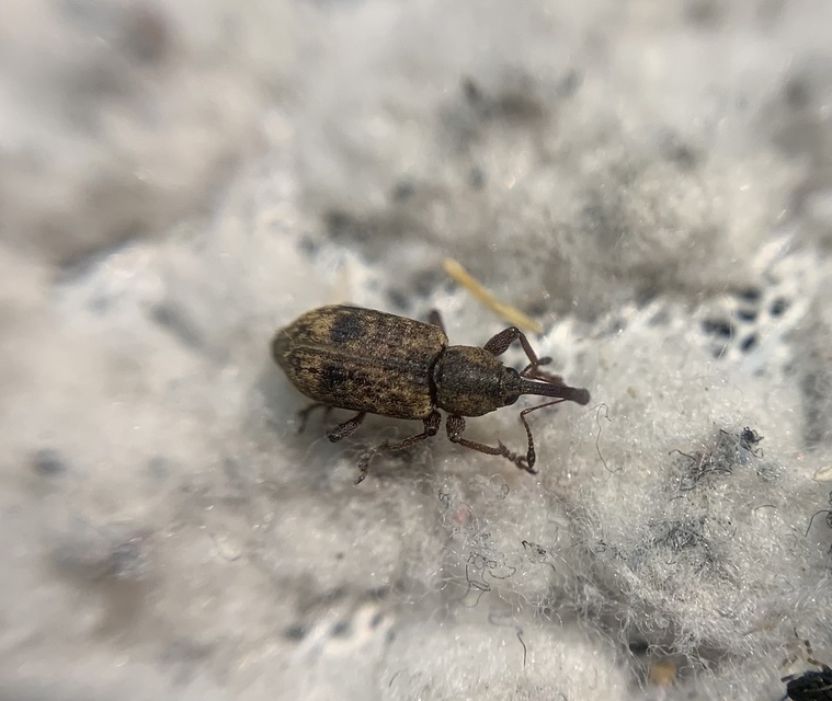 Thryogenes scirrhosus - karcsú békabuzogány-ormányos