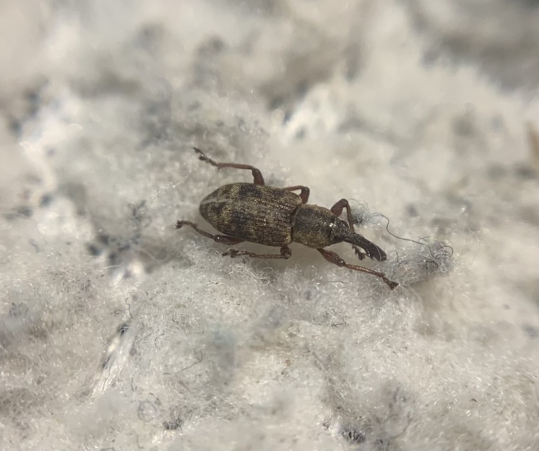Thryogenes scirrhosus - karcsú békabuzogány-ormányos