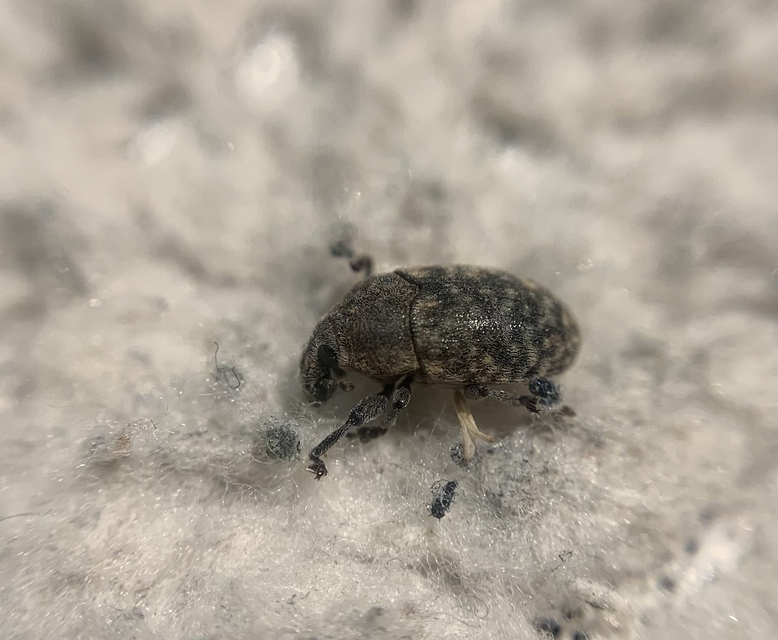 Larinus obtusus - imola-púderbarkó