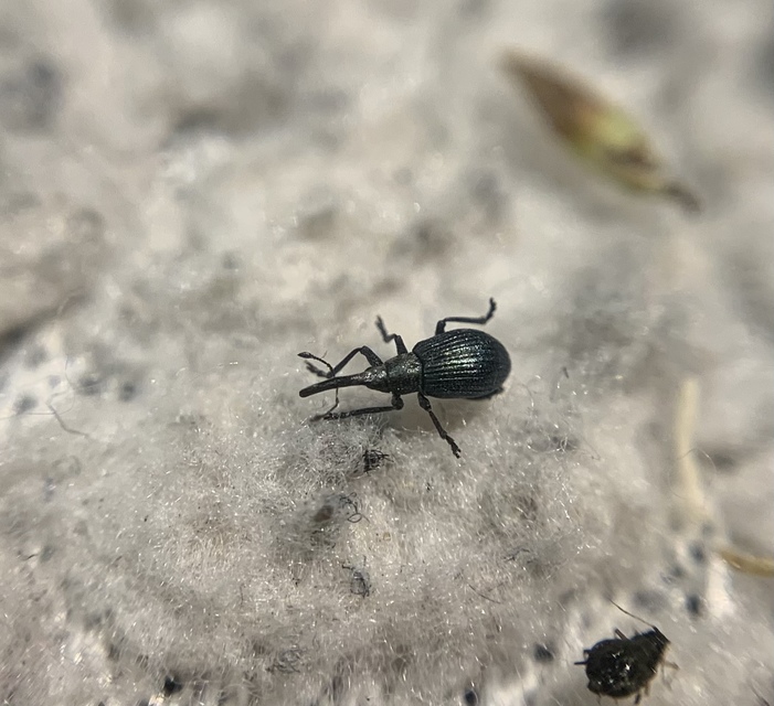 Mesotrichapion punctirostre - pontosorrú cickányormányos