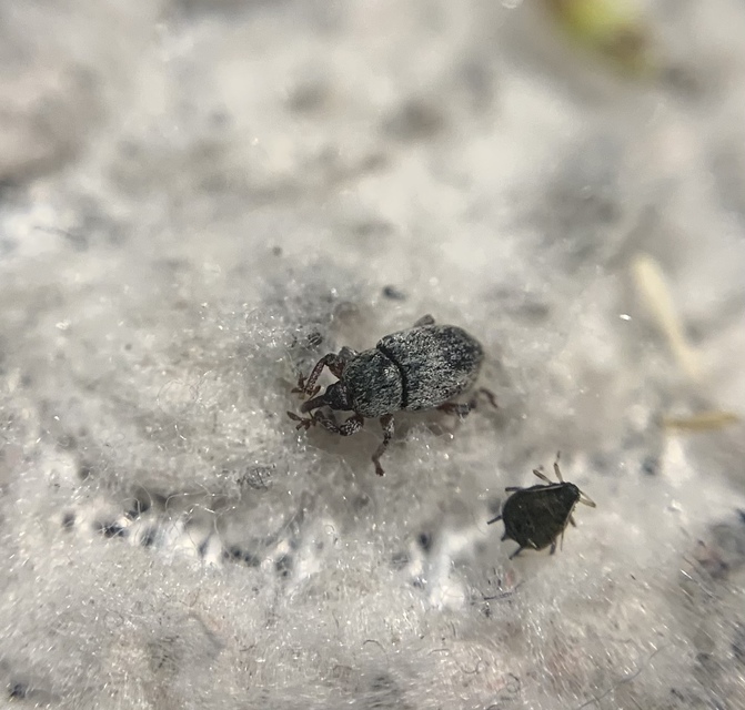 Tychius trivialis - csüdfű-tímárormányos