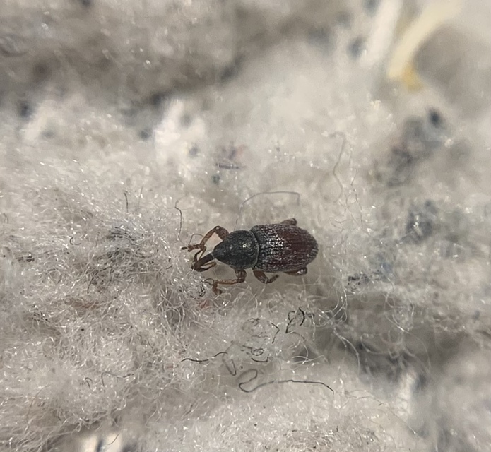 Tychius pumilus - törpe tímárormányos