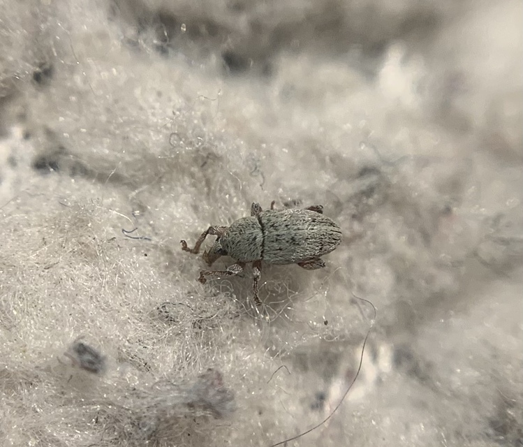 Tychius junceus - őszi tímárormányos