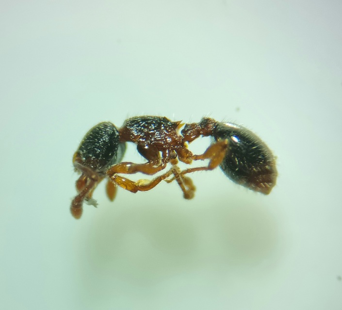 Myrmecina graminicola - ráncoshangya