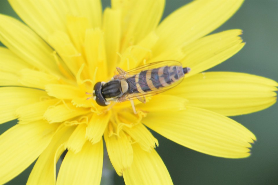Sphaerophoria