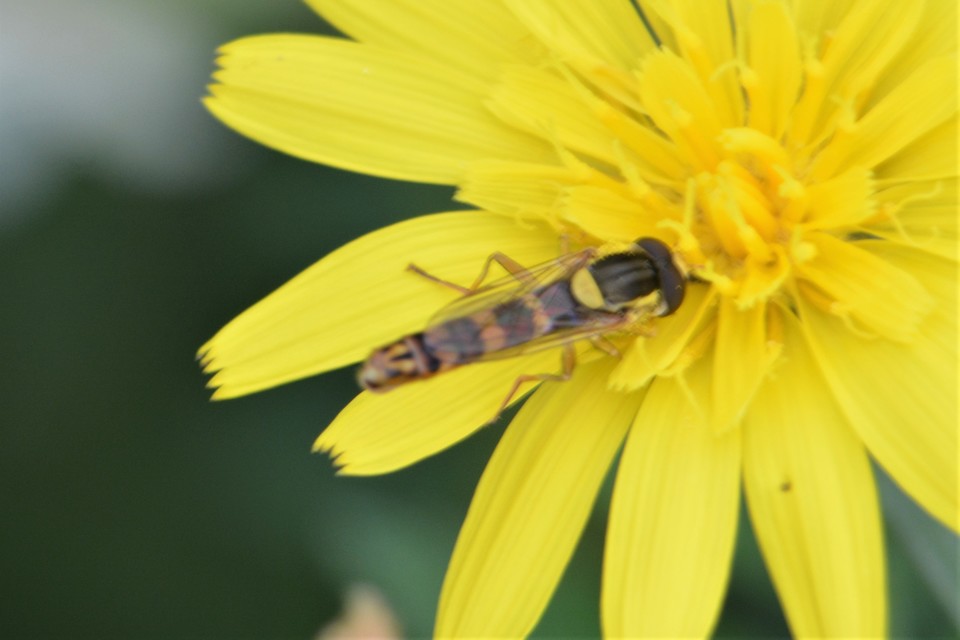 Sphaerophoria