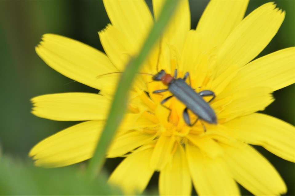 Oedemera croceicollis - pirostorú álcincér