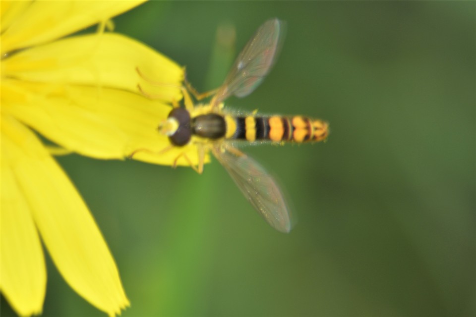 Sphaerophoria