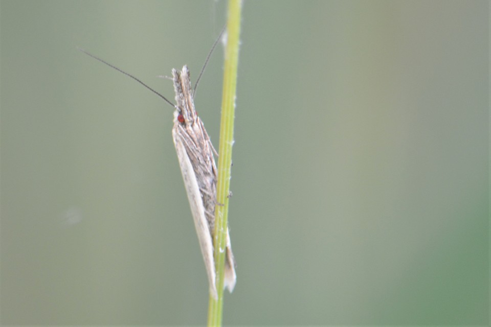 Pleurota