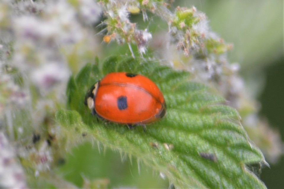 Adalia bipunctata - kétpettyes katica