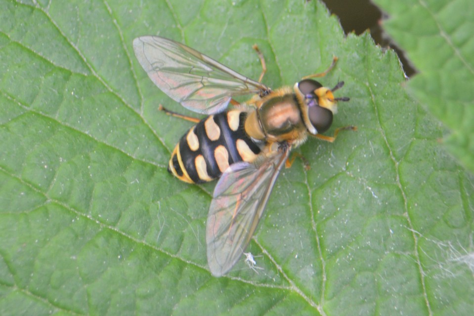 Eupeodes