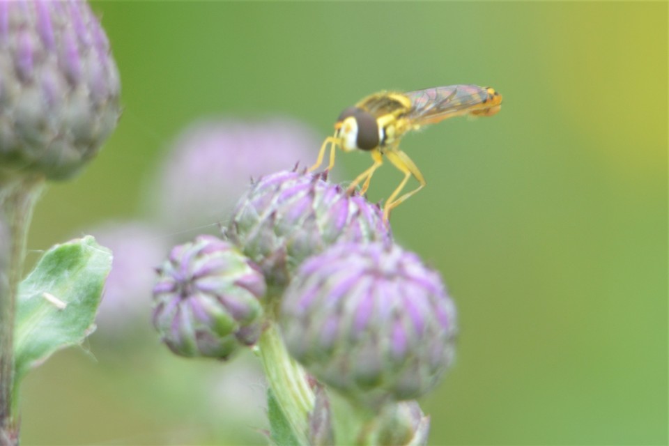 Sphaerophoria