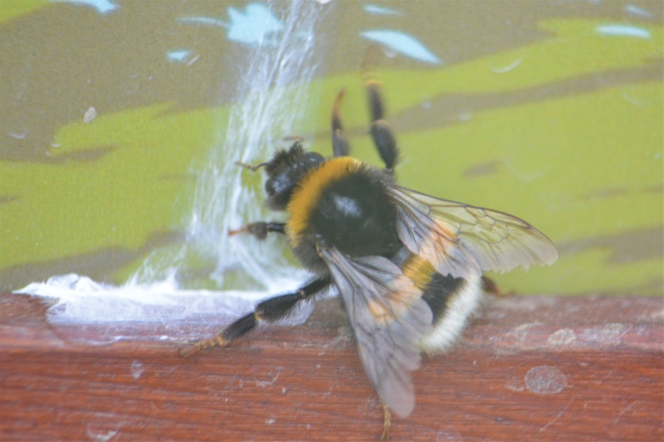 Bombus terrestris/lucorum