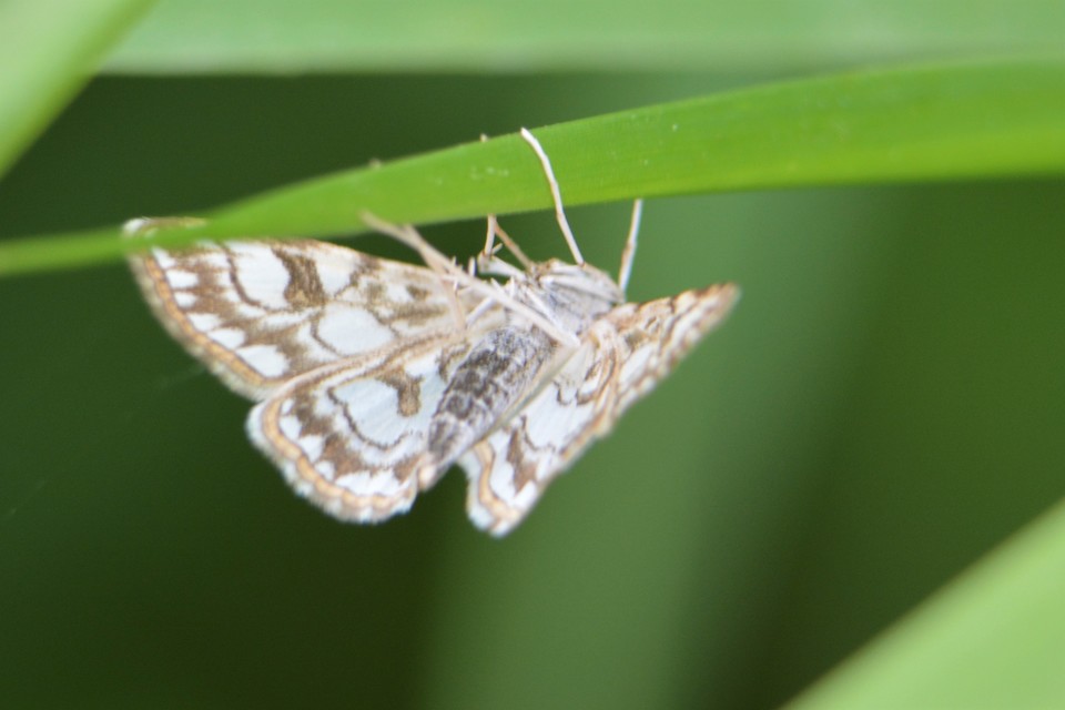 Elophila nymphaeata - tarka vízimoly