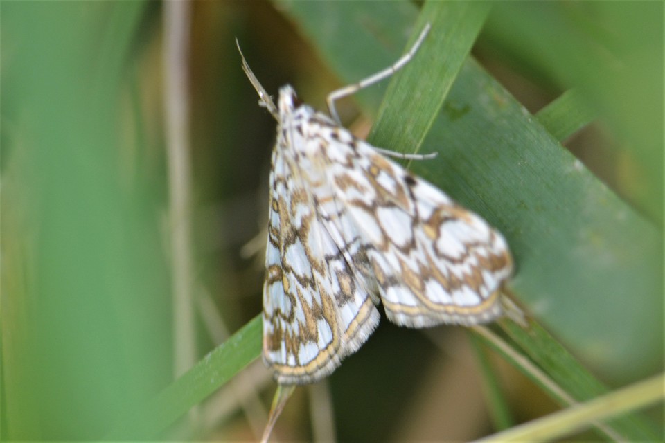 Elophila nymphaeata - tarka vízimoly