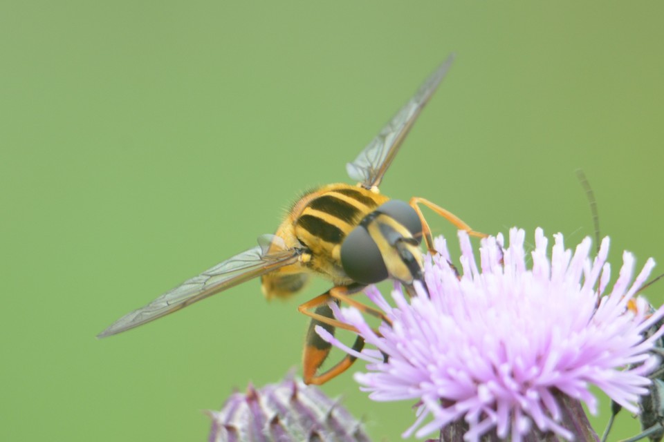 Helophilus pendulus - közönséges mocsárilégy