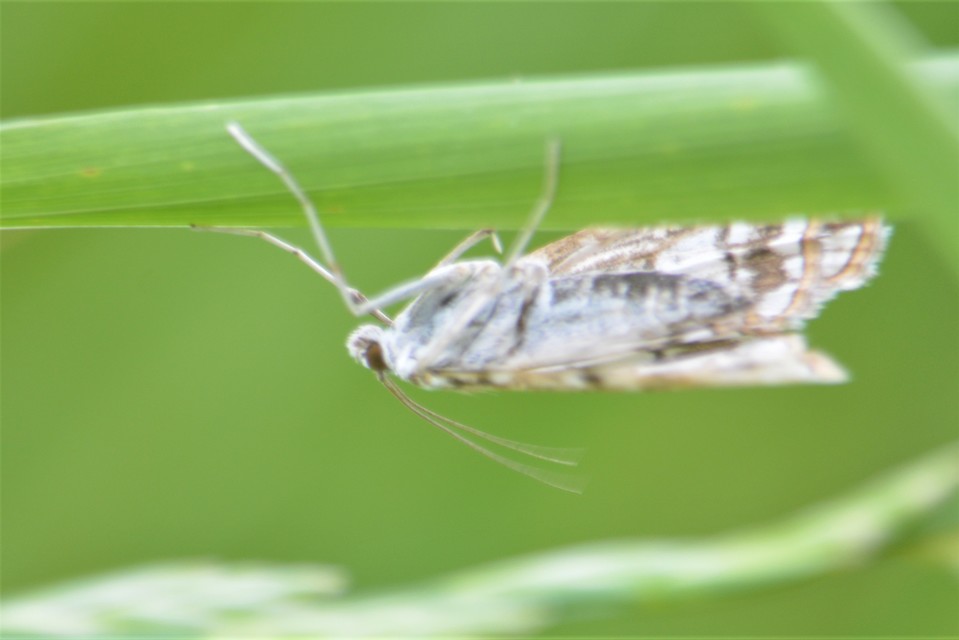 Elophila nymphaeata - tarka vízimoly