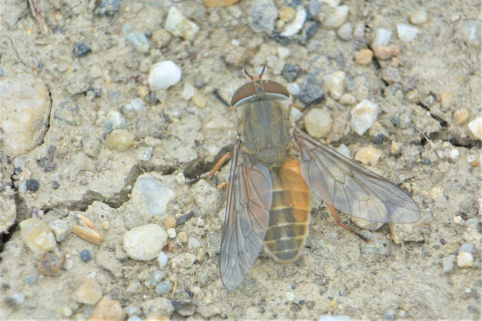 Tabaninae