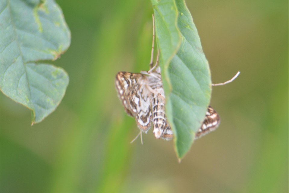 Elophila nymphaeata - tarka vízimoly