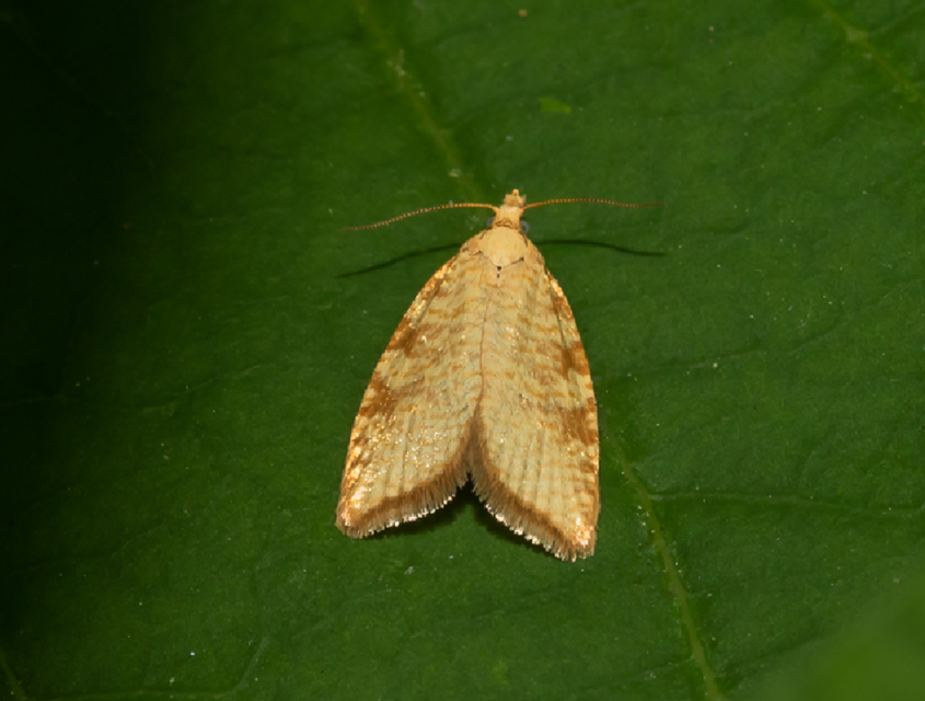 Aleimma loeflingiana - tölgylevél-sodrómoly Aleimma loeflingiana - tölgylevél-sodrómoly