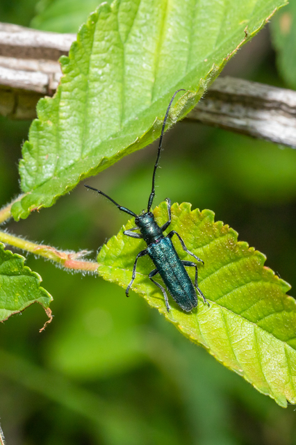 Agapanthia violacea - kék somkórócincér