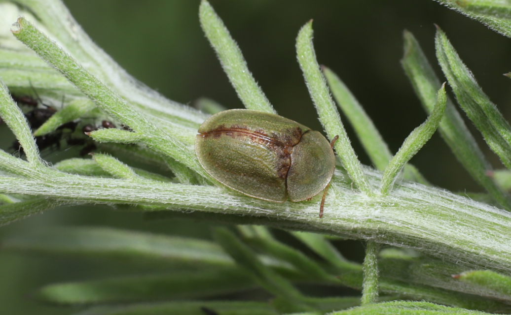 Cassida Cassida
