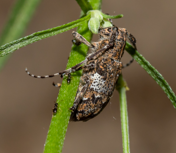 Mesosa nebulosa - ködfoltos cincér