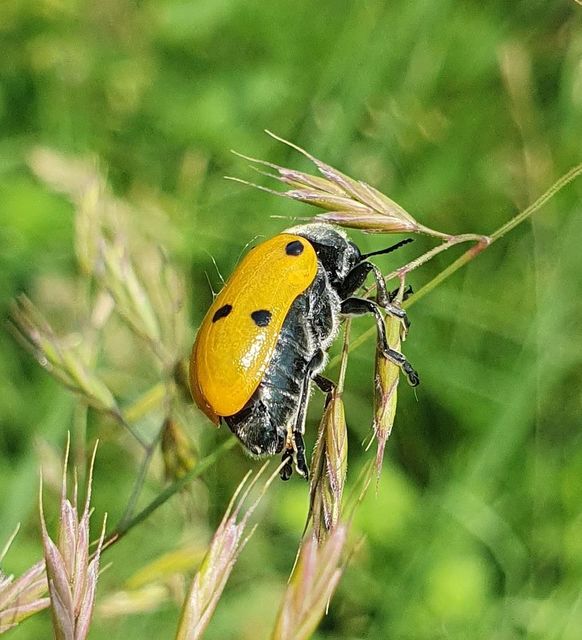 Lachnaia sexpunctata - szőrösnyakú zsákhordóbogár