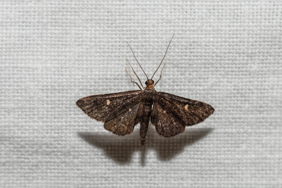 Dolicharthria stigmosalis - balkáni tűzmoly
