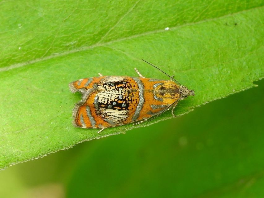 Olethreutes arcuella - avarevő tükrösmoly