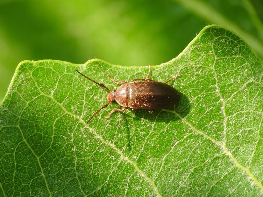 Isomira antennata - vastagcsápú alkonybogár