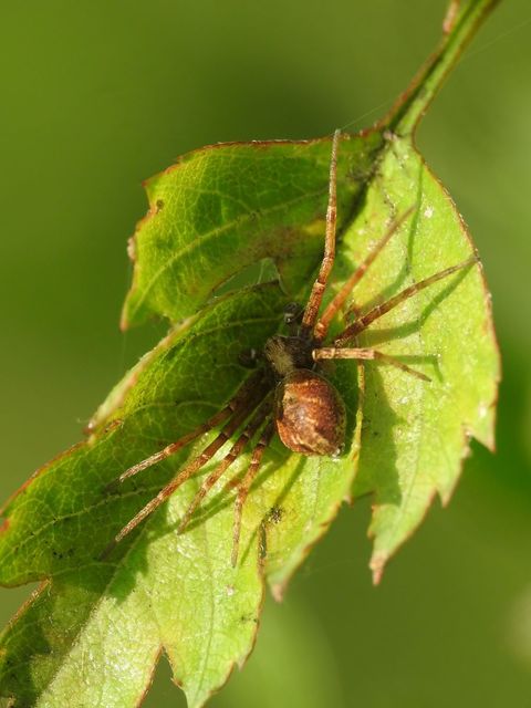 Philodromus