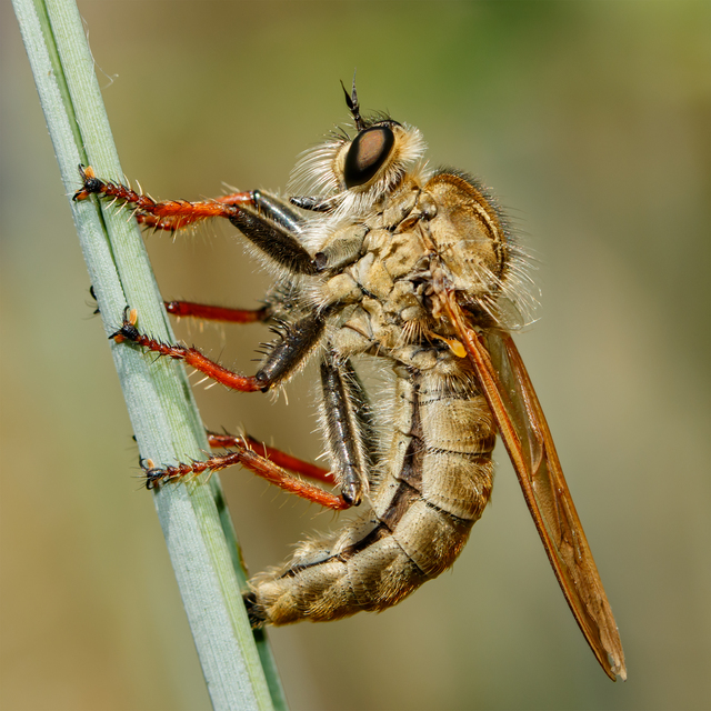 Echthistus rufinervis