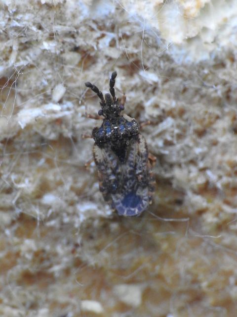 Aradus depressus - lapos kéregpoloska Aradus depressus - lapos kéregpoloska