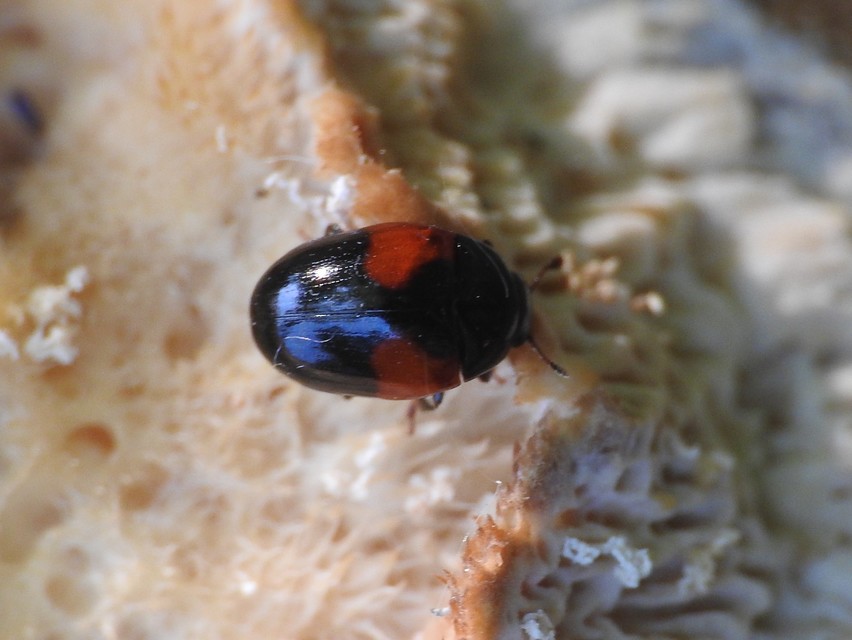 Tritoma bipustulata - feketenyakú tarbogár