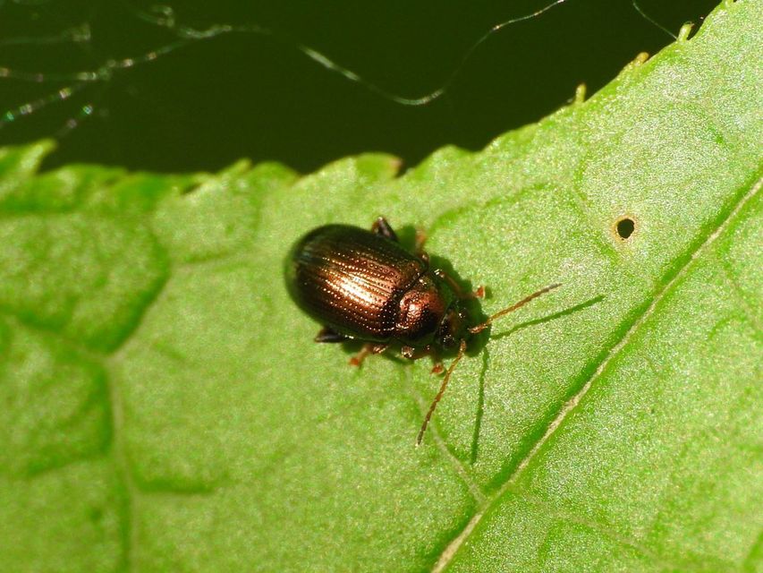 Crepidodera