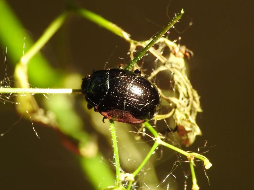 Chrysolina oricalcia - bronzos levélbogár