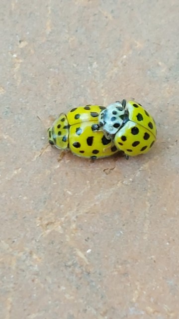 Psyllobora vigintiduopunctata - huszonkétpettyes katica