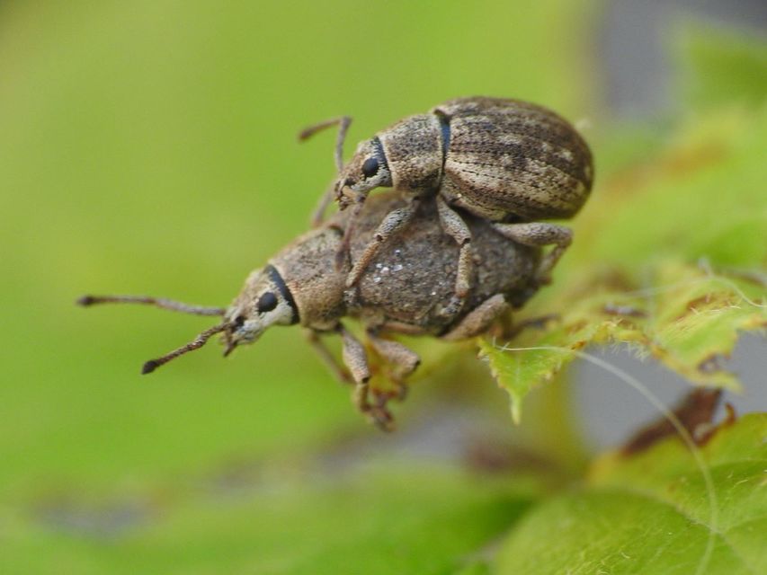 Peritelus familiaris - nagy kendermagbogár