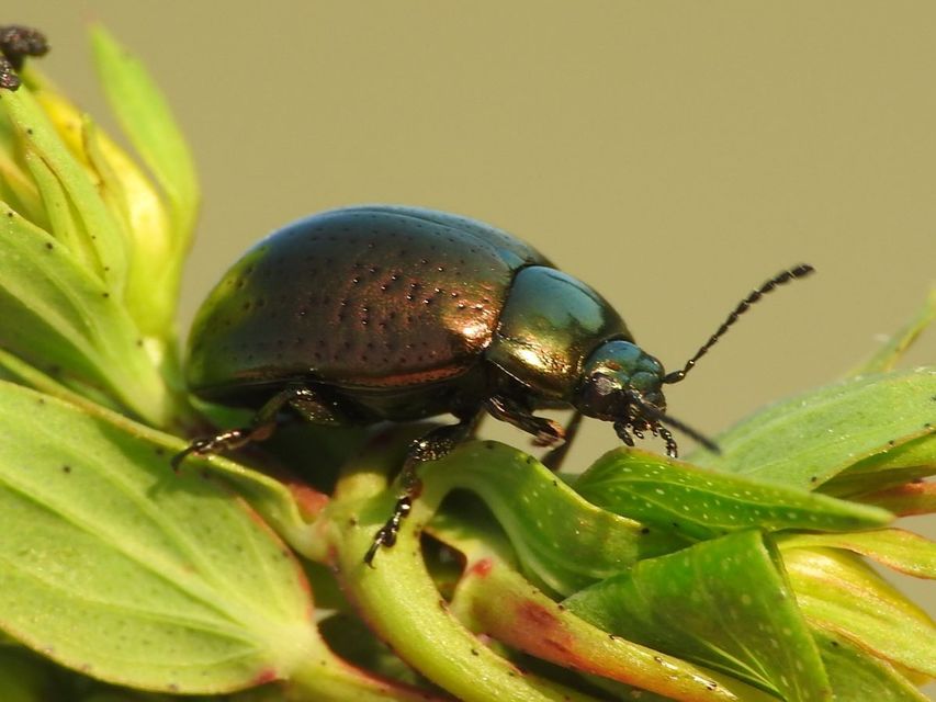 Chrysolina hyperici - zöld orbáncfűlevelész