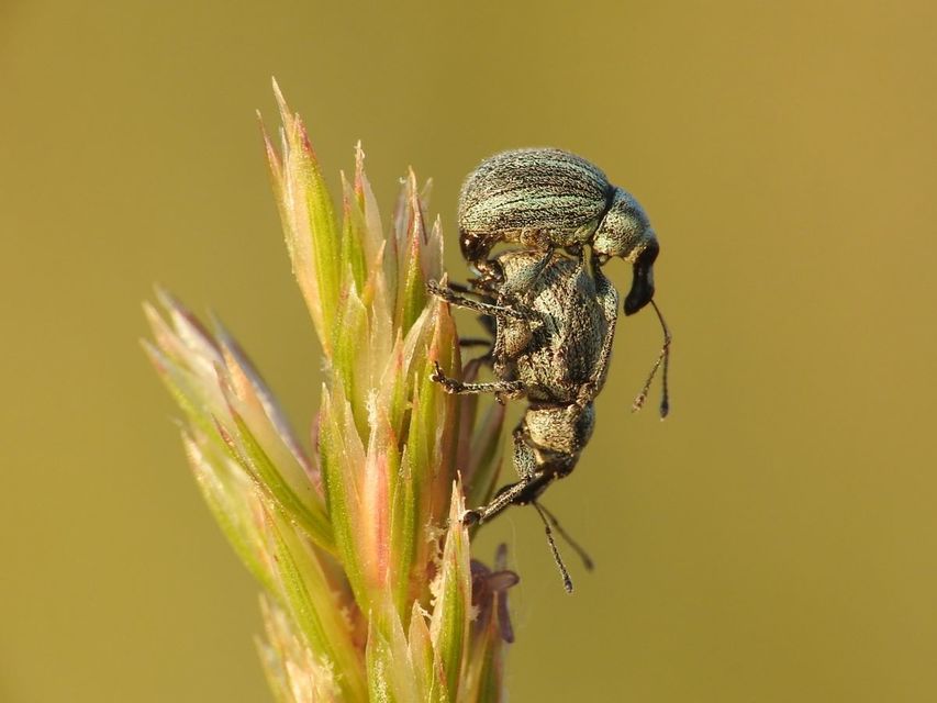 Apsis albolineata - alföldi rozsormányos