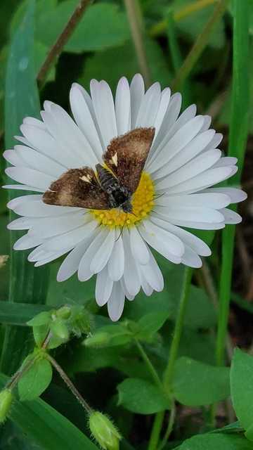 Panemeria tenebrata - apró sárgabagoly