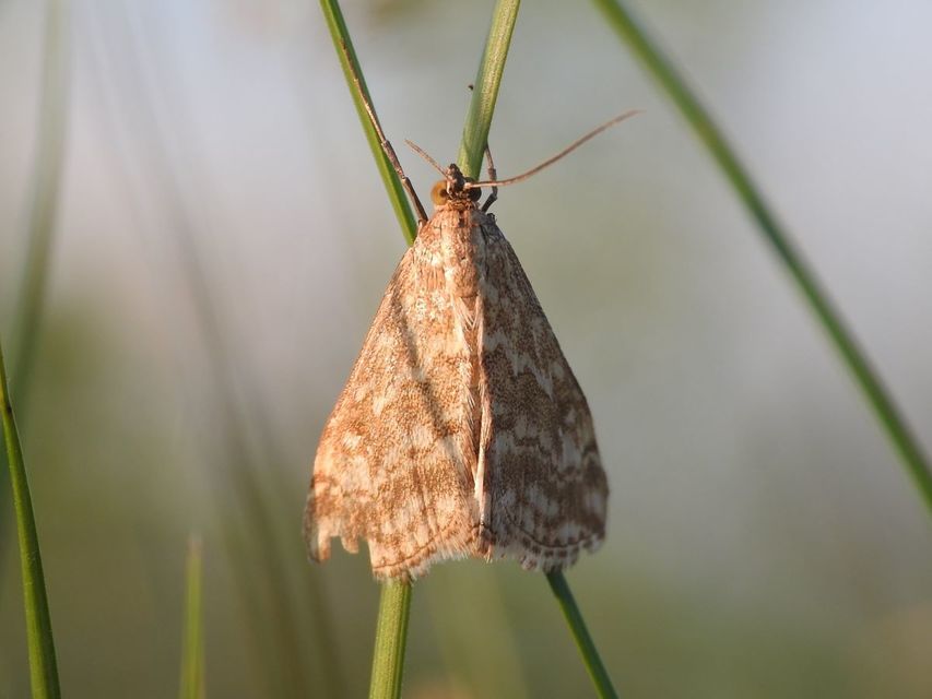 Evergestis frumentalis - tavaszi dudvamoly