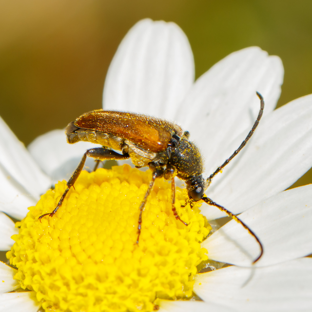 Pseudovadonia livida - barnás virágcincér