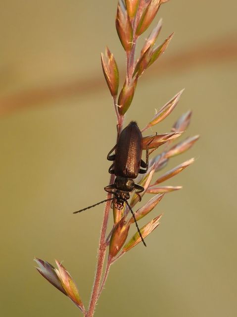 Omophlus lividipes - kis pejbogár Omophlus lividipes - kis pejbogár