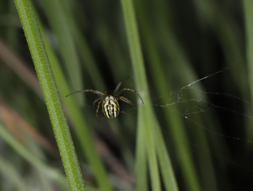 Mangora acalypha - réti keresztespók
